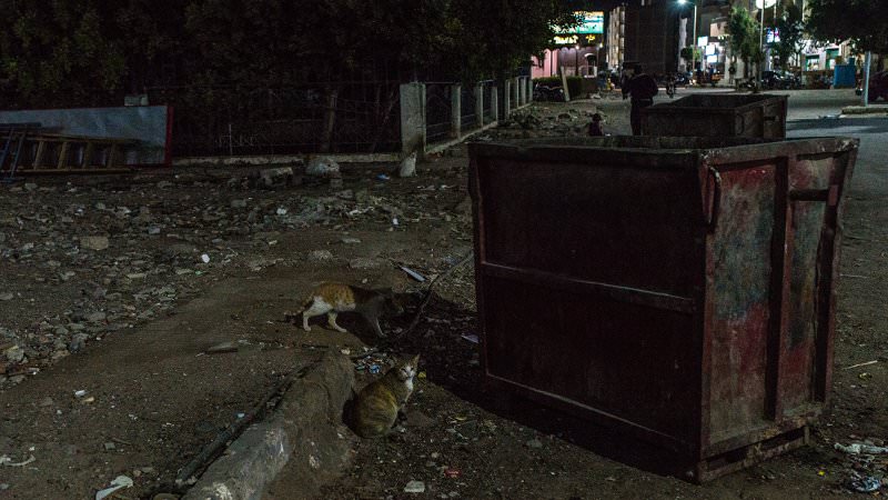 Straßenkatzen im Müll, Hurghada, Ägypten