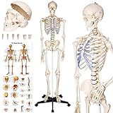 tectake® 400502 Anatomie Skelett lebensgroß inklusive Ständer (Skelett | Nr. 400502)