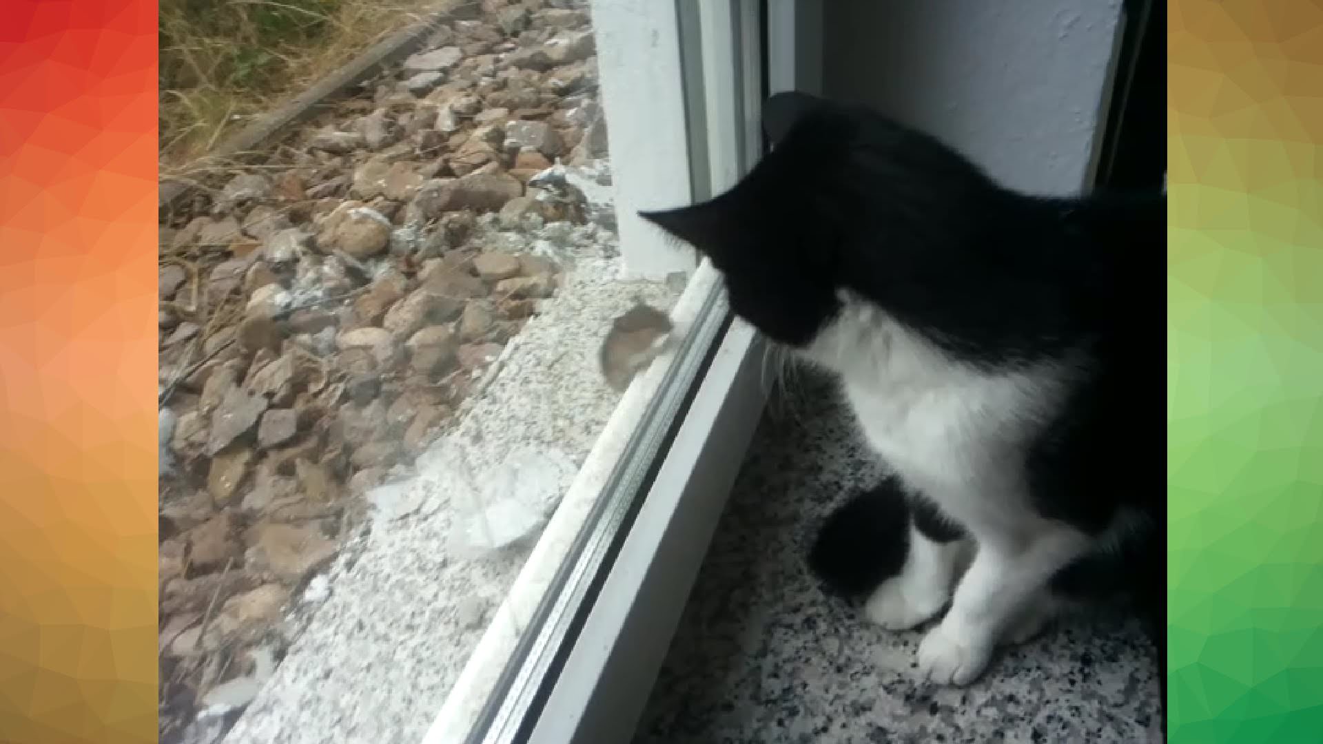Lasst mich hinein, holde Katze! (Video)