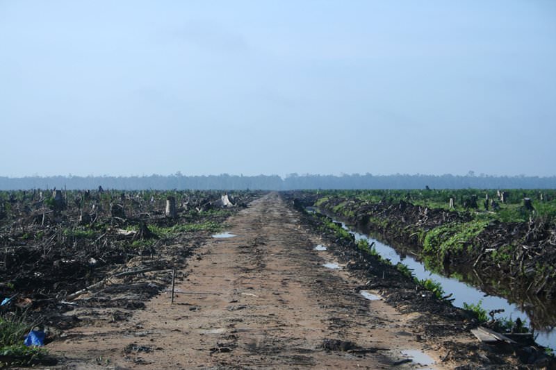 Zerstörung des Regenwalds für die Produktion von Palmöl