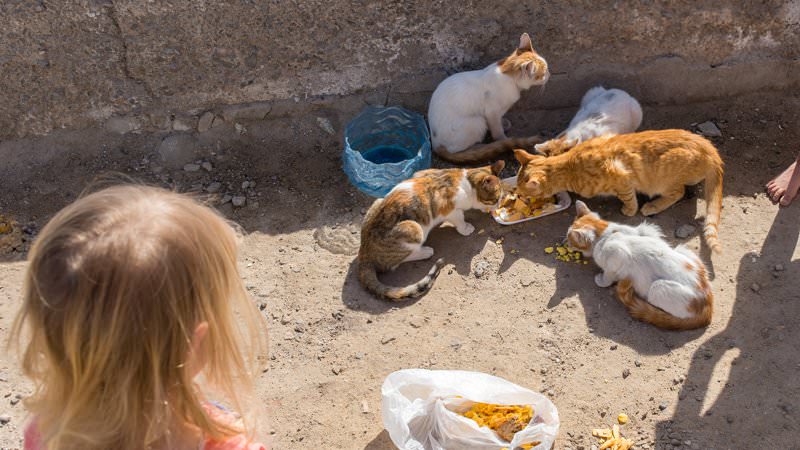 Hotelkatzen füttern, Regina Swiss Inn Resort Hurghada