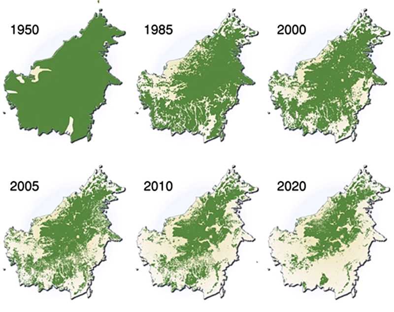 Die Entwaldung Borneos