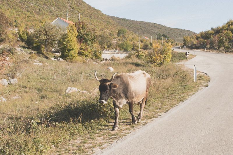Es gibt viele freilaufende Rinder in Bosnien