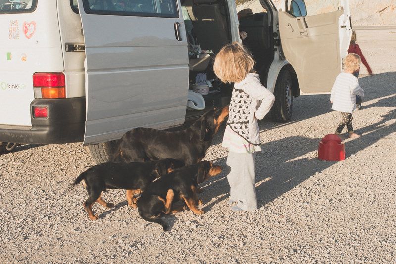 Straßenhunde in Montenegro