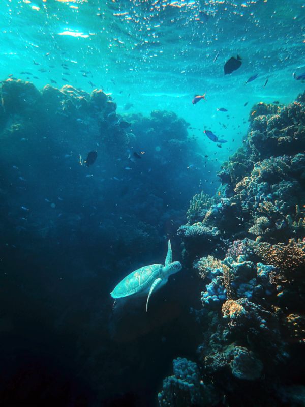Korallen breiten sich aus und bedrohte Arten kehren zurück.