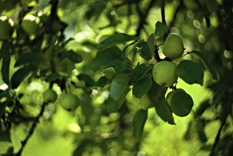 Äpfel aus dem eigenen Garten: garantiert bio und gesund
