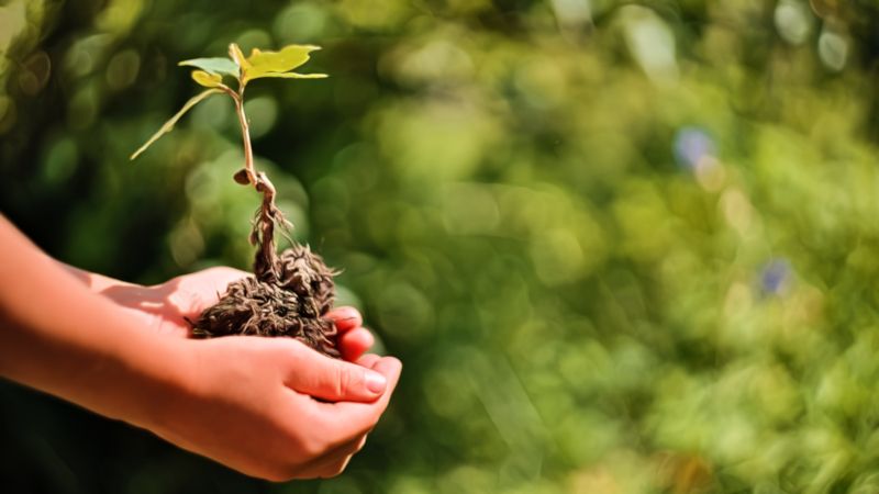 Umweltschutz: 50 Wege, um die Umwelt zu schützen - hier: Baum pflanzen, kleine Eiche, in Kinderhänden