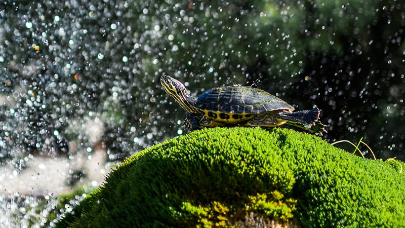 Schildkröte chillt an einem Brunnen in Sibenik (Kroatien)