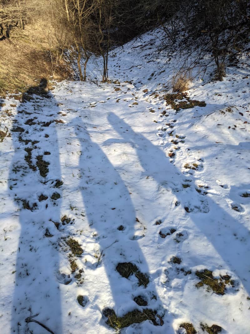 Wolfsspuren im Schnee im Apuseni-Gebirge