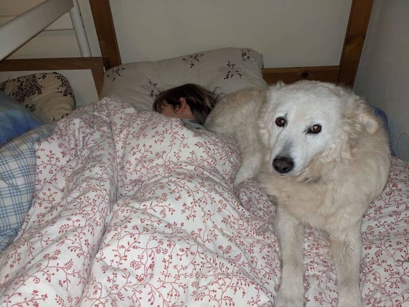 Hund im Bett
