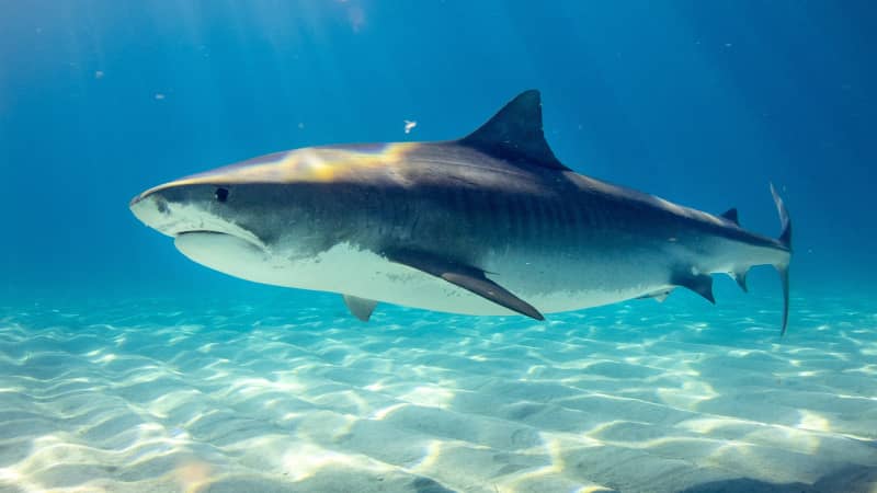 Unverzichtbar für einen gesunden Ozean: Haie