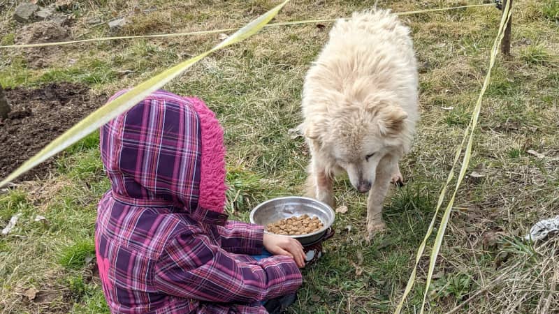 Hund aus Rumänien: Die Befreiung des Bello