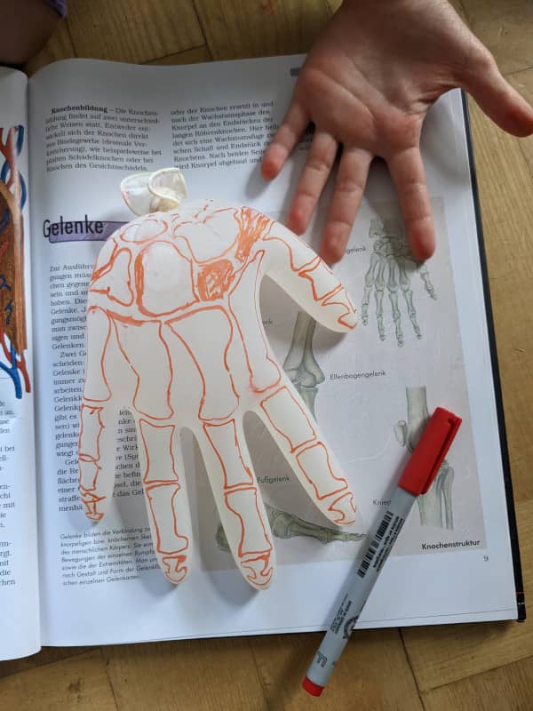 Modell einer menschlichen Hand für Kinder